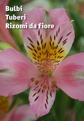 Volantino Ingegnoli | Bulbi Tuberi Rizomi da fiore | 25/3/2024 - 31/12/2024