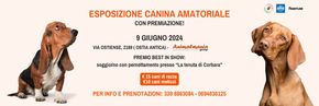 Offerte di Animali a Cerenova | Esposizione canin amatoriale in Animalmania | 27/5/2024 - 9/6/2024