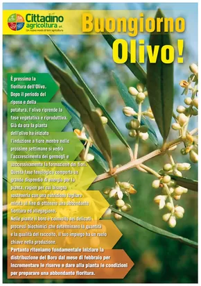 Volantino Cittadino Agricoltura a Lamezia Terme | Buongiorno Olivo! | 9/10/2024 - 31/12/2024