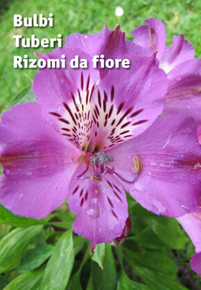 Volantino Ingegnoli | Bulbi Tuberi Rizomi da fiore | 4/11/2022 - 31/12/2023