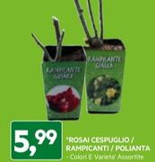 Offerta per Rosai Cespuglio/Rampicanti/polianta a 5,99€ in Dpiu