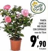 Offerta per Pianta Camelia Mix Color Con Coprivaso  a 9,9€ in Conad Superstore