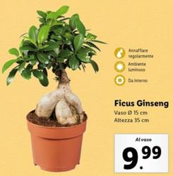 Offerta per Ficus Ginseng a 9,99€ in Lidl