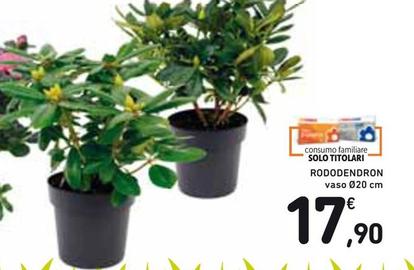 Offerta per Rododendron a 17,9€ in Spazio Conad