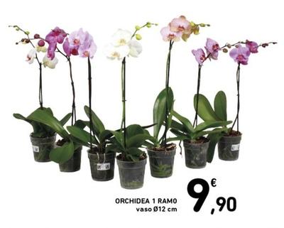 Offerta per Orchidea 1 Ramo a 9,9€ in Spazio Conad