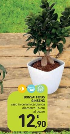 Offerta per Bonsai Ficus Ginseng a 12,9€ in Spazio Conad