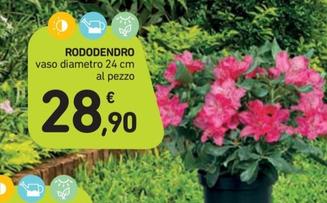 Offerta per Rododendro a 28,9€ in Spazio Conad
