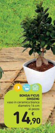 Offerta per Bonsai Ficus Ginseng a 14,9€ in Spazio Conad