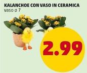 Offerta per Kalanchoe Con Vaso In Ceramica a 2,99€ in PENNY