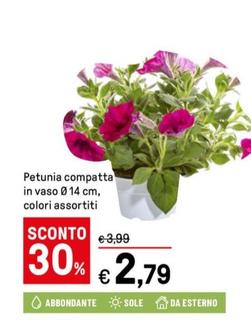 Offerta per Petunia Compatta a 2,79€ in Iper La grande i