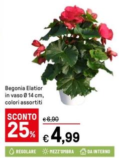Offerta per Begonia Elatior In Vaso a 4,99€ in Iper La grande i