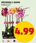 Offerta per Orchidea 1 Ramo a 4,99€ in PENNY