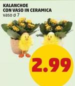 Offerta per Kalanchoe Con Vaso In Ceramica a 2,99€ in PENNY