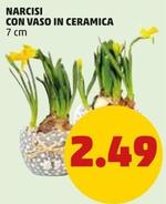 Offerta per Narcisi Con Vaso In Ceramica a 2,49€ in PENNY