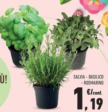 Offerta per Salvia, Basilico, Rosmarino a 1,19€ in Conad City