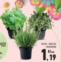 Offerta per Salvia/ Basilico/ Rosmarino a 1,19€ in Conad City