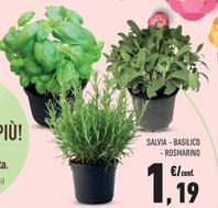 Offerta per Salvia/ Basilico/ Rosmarino a 1,19€ in Conad Superstore