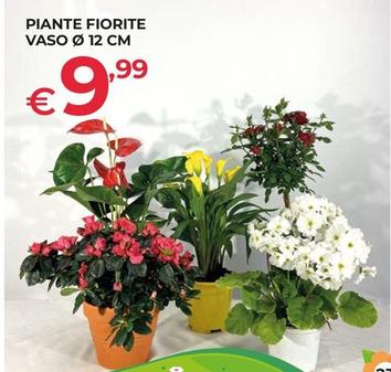 Offerta per Piante Fiorite Vaso 17 Cm a 9,99€ in Progress