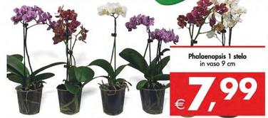 Offerta per Phalaenopsis 1 Stelo a 7,99€ in Decò