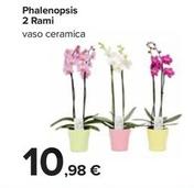 Offerta per Phalenopsis 2 Rami a 10,98€ in Carrefour Ipermercati