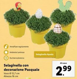 Offerta per Selaginella Con Decorazione Pasquale a 2,99€ in Lidl