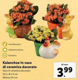 Offerta per Kalanchoe In Vaso Di Ceramica Decorato a 3,99€ in Lidl
