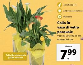 Offerta per Calla In Vaso Di Vetro Pasquale a 7,99€ in Lidl