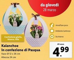 Offerta per Kalanchoe In Confezione Di Pasqua a 4,99€ in Lidl