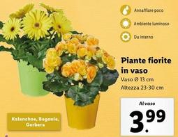 Offerta per Piante Fiorite In Vaso a 3,99€ in Lidl
