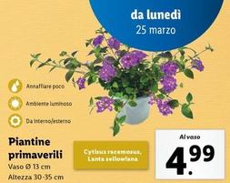 Offerta per Piantine Primaverili a 4,99€ in Lidl