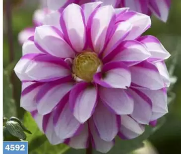 Offerta per Dahlia Decorativa - Priceless Pink a 4,3€ in Ingegnoli