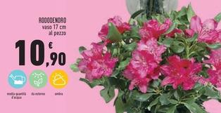 Offerta per Rododendro a 10,9€ in Conad Superstore