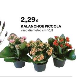 Offerta per Kalanchoe Piccola a 2,29€ in Ipercoop