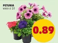 Offerta per Petunia a 0,89€ in PENNY