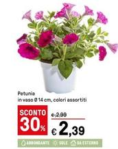 Offerta per Petunia a 2,39€ in Iper La grande i