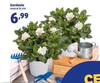 Offerta per Gardenia a 6,99€ in IN'S
