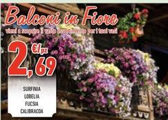Offerta per Surfinia / Lobelia / Fucsia / Calibracoa a 2,69€ in Conad City