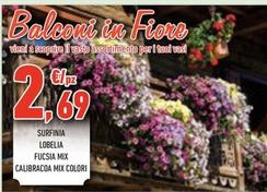 Offerta per Surfinia / Lobelia / Fucsia Mix / Calibracoa a 2,69€ in Conad City
