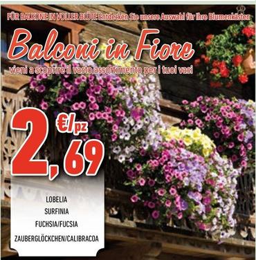 Offerta per Lobelia / Surfinia / Fucsia a 2,69€ in Conad City