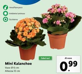 Offerta per Mini Kalanchoe a 0,99€ in Lidl