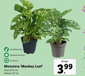 Offerta per Monstera 'Monkey Leaf' a 3,99€ in Lidl