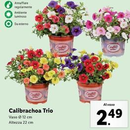 Offerta per Calibrachoa Trio a 2,49€ in Lidl