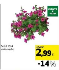 Offerta per Surfinia a 2,99€ in Coop