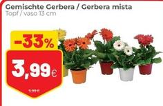 Offerta per Gerbera Mista a 3,99€ in Coop