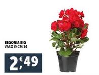Offerta per Begonia Big a 2,49€ in Decò