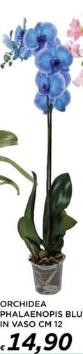 Offerta per Orchidea Phalaenopis Blu In Vaso a 14,9€ in Ipercoop