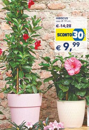 Offerta per Hibiscus a 9,99€ in Esselunga