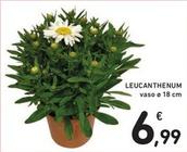 Offerta per Leucanthenum a 6,99€ in Spazio Conad