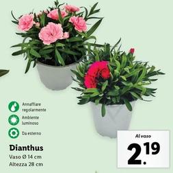 Offerta per Dianthus a 2,19€ in Lidl