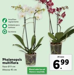 Offerta per Phalenopsis Multiflora a 6,99€ in Lidl